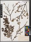 Foto von Salix aurita L.